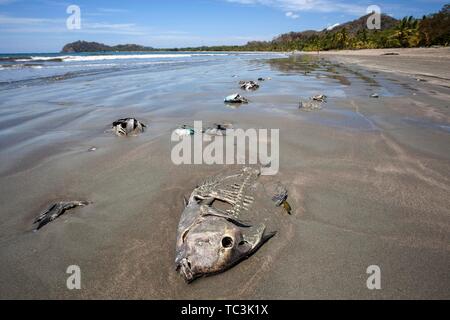 Tote Fische liegend gewaschen auf dem Sandstrand Playa Samara, Samara, Halbinsel Nicoya, Provinz Guanacaste, Costa Rica Stockfoto