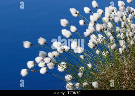 Blühende hare-tail Wollgras (Eriophorum vaginatum), Himmelmoor, Schleswig-Holstein, Deutschland Stockfoto