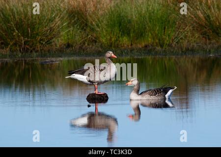 Graugänse (Anser anser), Paar in Wasser, Schleswig-Holstein, Deutschland Stockfoto