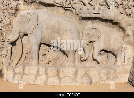 Detail der Elefanten bei Arjunas Buße, oder Abstieg des Ganges, Elefanten Figuren auf Rock Relief, Mahabalipuram, Mamallapuram, Indien Stockfoto