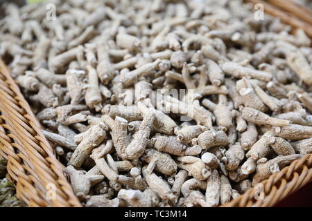 Citi Ginseng, Amerikanischer Ginseng Stockfoto