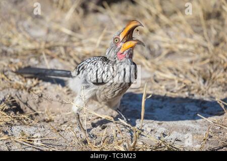 Southern Yellow-billed Hornbill (Tockus leucomelas) Fänge, Insekt, auf der Suche nach der Nahrung sind, Etosha National Park, Namibia Stockfoto