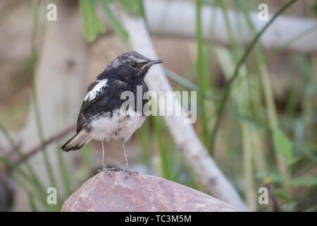 African pied Bachstelze (Motacilla aguimp) sitzt auf einem Stein, Kaokoveld, Namibia Stockfoto