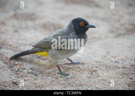 African red-eyed bulbul (Pycnonotus nigricans) auf dem Boden sind, Kaokoveld, Namibia Stockfoto