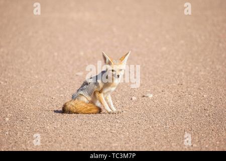 Fennec Fuchs (Vulpes zerda), in trockenen Hoanib river valley sitzend, Kaokoveld, Namibia Stockfoto