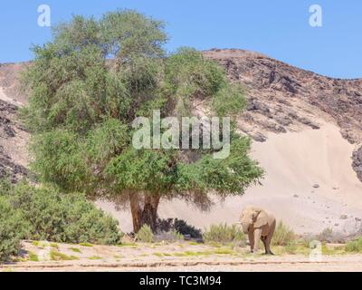 Wüste Elefant (Loxodonta africana), in trockenen Hoanib river valley, Kaokoveld, Namibia Stockfoto