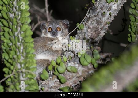 Weiß-footed Weasel lemur (Lepilemur leucopus) sitzen im Baum, berenty Private Reserve, Madagaskar Stockfoto