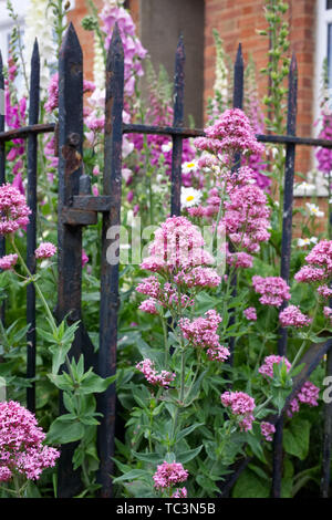 Centranthus Ruber wächst vor einer alten Gartentor. Stockfoto