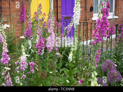 Digitalis Purpurea Blüte in einen Bauerngarten. Stockfoto