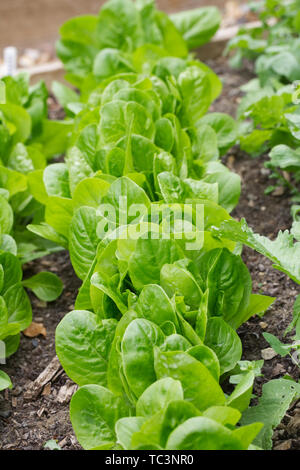 Lactuca Sativa. Kopfsalat 'Little Gem' wächst in einem Bett. Stockfoto