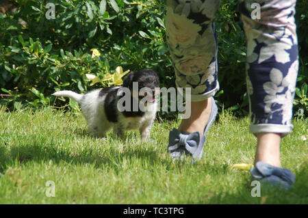 Die welpen Spaziergänge auf dem Gras und jagt eine Frau. Ein kleiner Hund trifft die Welt mit Neugier. Stockfoto