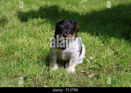 Der Welpe ist das Sitzen auf dem Gras. Das Porträt der kleine Hund der Welt mit Neugier zu wissen. Stockfoto