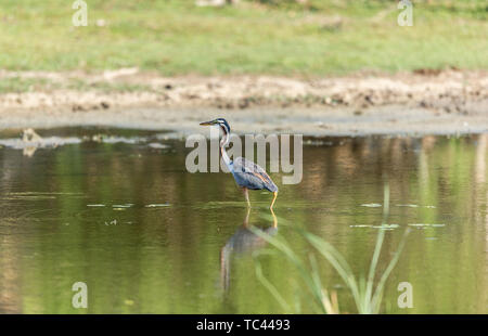 Lonely Reiher Futter in River Delta untiefen Stockfoto