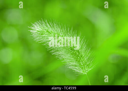 Dogtail Gras. Stockfoto