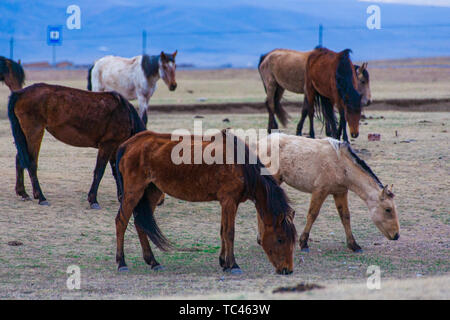 Auf der Bayinbrook Prairie im frühen Frühjahr, eine Gruppe von dünnen Pferde Knabbern auf dem Gras, dass nur auf dem Boden gewachsen ist Stockfoto