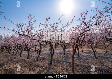 Schöne Kirschblüten im Frühling, kirschblüten Hintergrundmaterial für Arbor Day Stockfoto