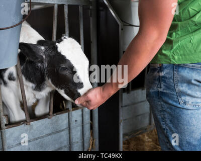 Schwarze und weiße Kalb im Kästchen auf der Farm saugt an Hand der Landwirt Stockfoto