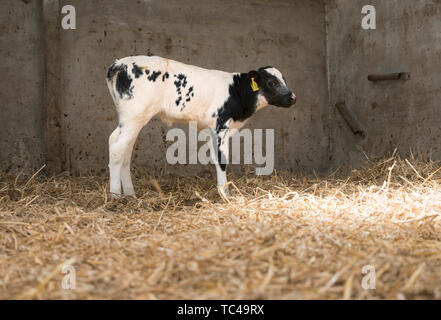 Schwarze und weiße Kalb in Stroh der Scheune auf dem Bauernhof in den Niederlanden Stockfoto