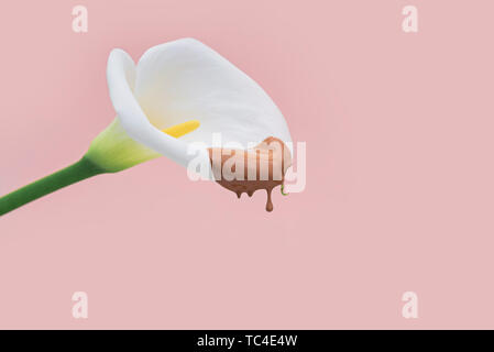 Weiße Calla Blume mit tropfenden beige concealer auf rosa Hintergrund. Stockfoto