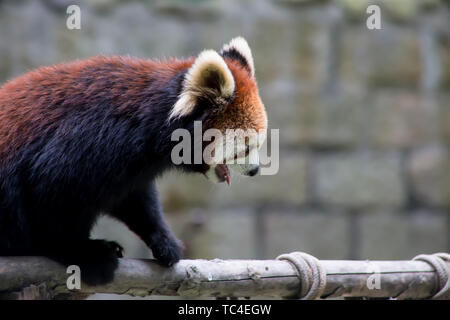 Kleinen Panda. Stockfoto