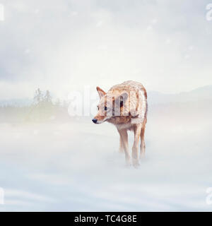 Coyote wandern im Winter schnee Stockfoto