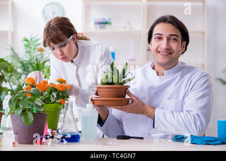 Die beiden jungen Botaniker im Labor arbeiten Stockfoto