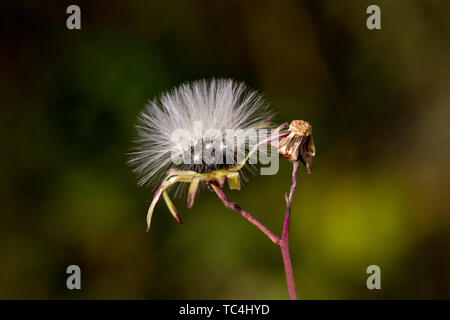 Insekten auf der Wildblumen Stockfoto