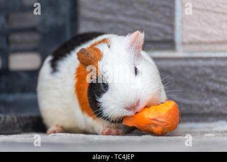 Meerschweinchen/Niederländische Schweine/Meerschweinchen Karotten essen in der Ecke Stockfoto