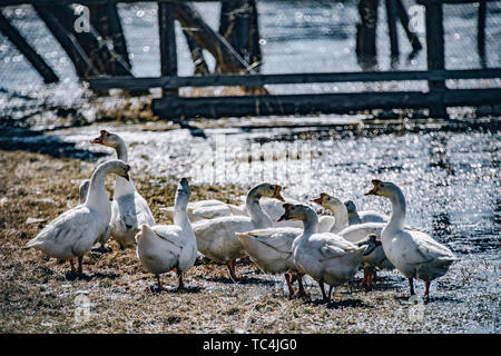 Napa meer Gänse. Stockfoto