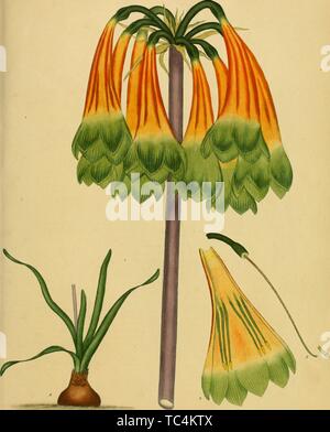 Gravur der Knysna Lily (Cyrtanthus obliquus), aus dem Buch "das Repository des Botaniker, für neue und seltene Pflanzen" von Henry Charles Andrews, 1797. Mit freundlicher Genehmigung Internet Archive. () Stockfoto