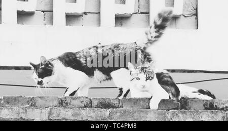 Oh, Kitty. Stockfoto