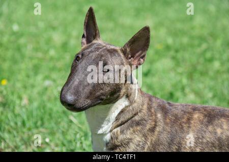 Miniatur Bullterrier brindle-Weiß steht auf einem grünen Gras. English Bull Terrier oder Keil. Heimtiere. Stockfoto