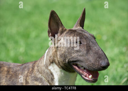 Miniatur brindle und White Bull Terrier hautnah. English Bull Terrier oder Keil. Heimtiere. Stockfoto