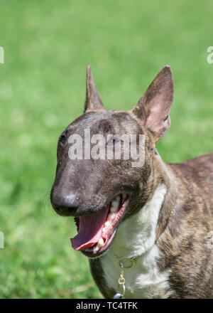 Miniatur Bullterrier brindle-Weiß steht mit Zunge räkelt. English Bull Terrier oder Keil. Heimtiere. Stockfoto