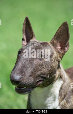 Miniatur Bullterrier brindle-Weiß steht auf einem grünen Gras. Close Up. English Bull Terrier oder Keil. Heimtiere. Stockfoto