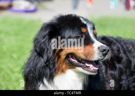 Süße Berner Sennenhund Welpen steht auf einer grünen Wiese. Berner Sennenhund oder Berner Rinder Hund. Heimtiere. Stockfoto