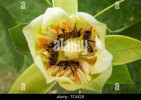 Bienen auf der Suche nach Nektar in einem Tulip Tree flower im Regents Park in London, England im Frühling Stockfoto