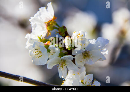 Nahaufnahme einer Kirsche Baum Blume im Vall de Laguar, Spanien Stockfoto