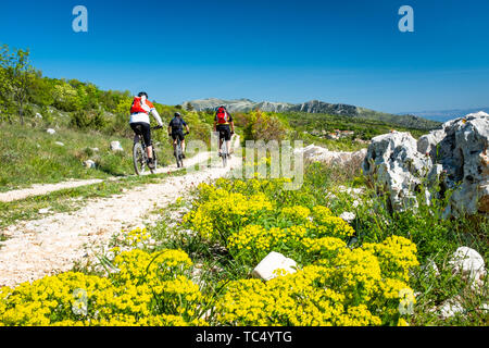 Drei Biker fahren auf Schotter in Istrien in der Nähe von Rabac zu Berg Sisol in Ucka Park in Kroatien, Europa mit Blumen italienische Strohblumen, ICH Stockfoto