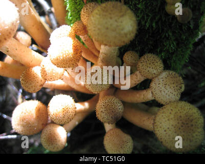 Essbare Pilze (Honig blätterpilze) close-up Stockfoto