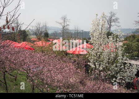 Bauernhaus Musik in der Heimatstadt von Longquanyi Peach Blossom in Chengdu Stockfoto