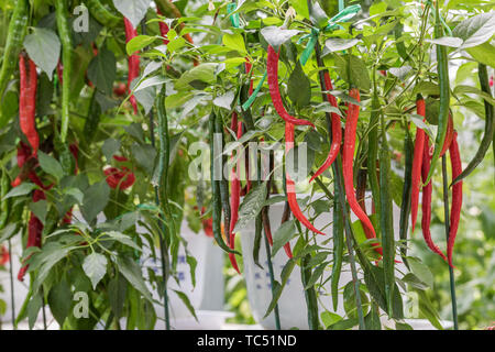 Drei-dimensionale Anpflanzung von Chili peppers, in Shandong Qingdao Gemüse Expo gefilmt. Stockfoto