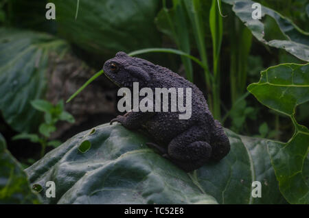 Graue Erde Kröte sitzt auf einem Kohlblatt auf einem Bauernhof. Common toad, Bufo bufo, Europäische Kröte, oder einfach die Kröte Stockfoto