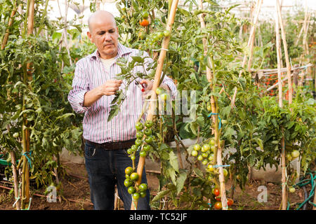 Ältere Gärtner schneiden Tomaten Filialen mit gartenschere bei der Gartenarbeit im Gewächshaus Stockfoto