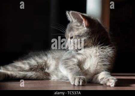 Schöne graue Kitty, anmutig auf dem Boden liegt. Kontrast Licht Stockfoto