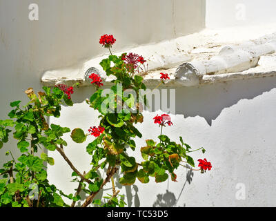 Ivy Geranien (Pelargonium peltatum), Blüte gegen weiße Wand, Insel Tinos, Griechenland. Stockfoto