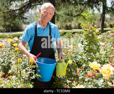 Ältere männliche Holding Schaufel und Gießkanne und Pflege von blühenden Rosen im Blumenbeet Stockfoto