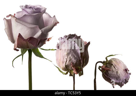 Eine Lila Rose Blume Welken auf weißem Hintergrund fotografiert. Stockfoto