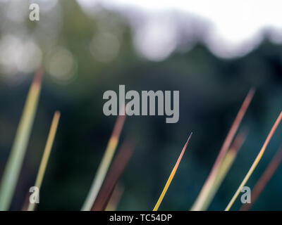 Blätter, Ti Kouka Cabbage Tree (Cordyline australis), Pohueroa, Brunswick, Whanganui, Neuseeland Stockfoto