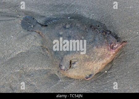 Deep sea Angler Fische tot auf dem Strand, Peru Stockfoto